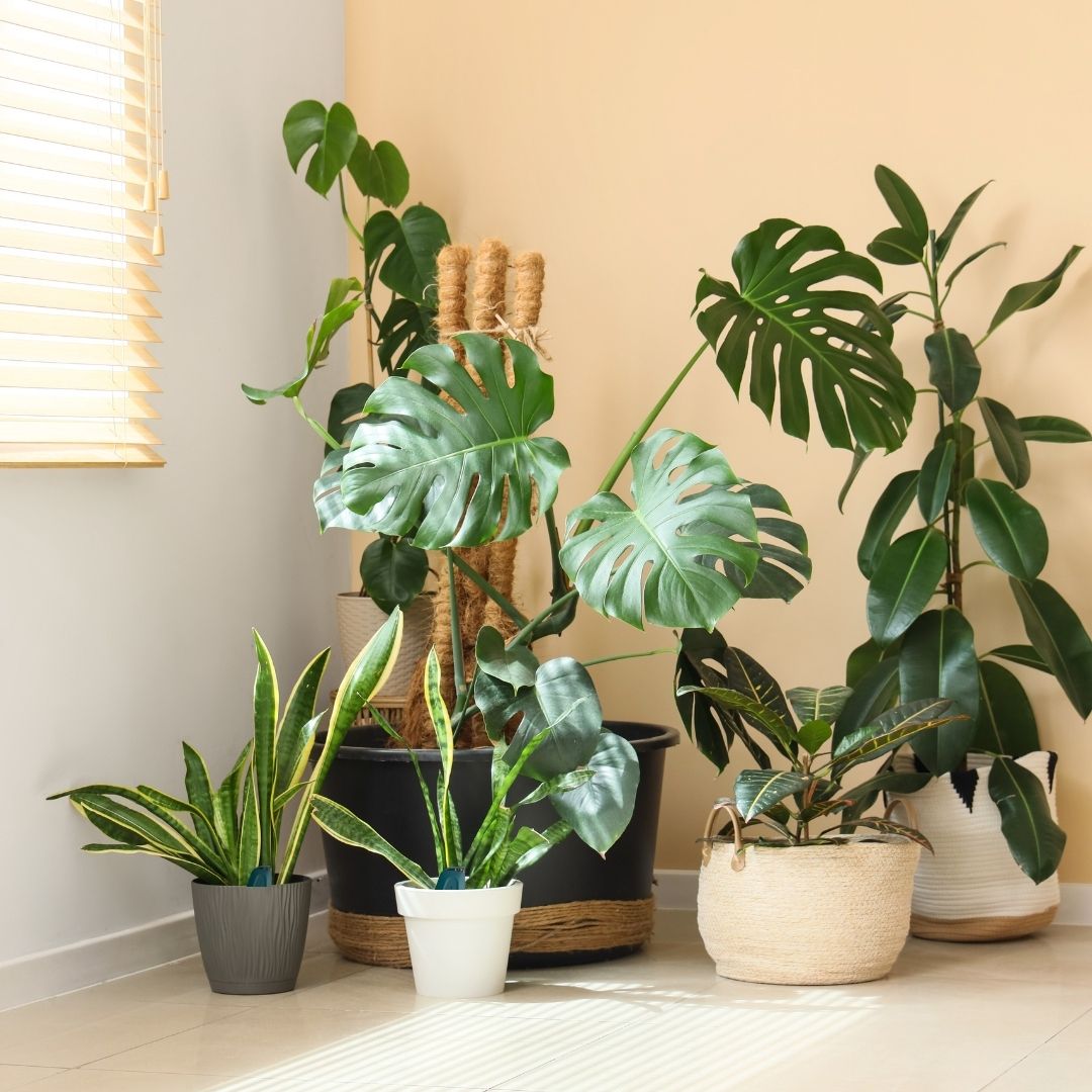 SmartyPlants Plant Monitor (Green)