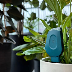 SmartyPlants Plant Monitor (Green)