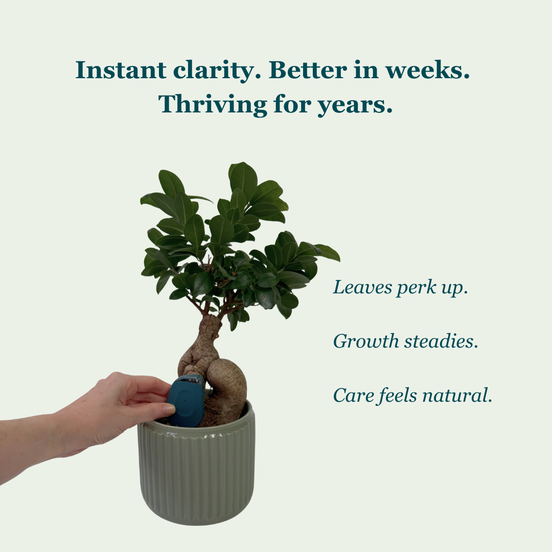 SmartyPlants Plant Monitor