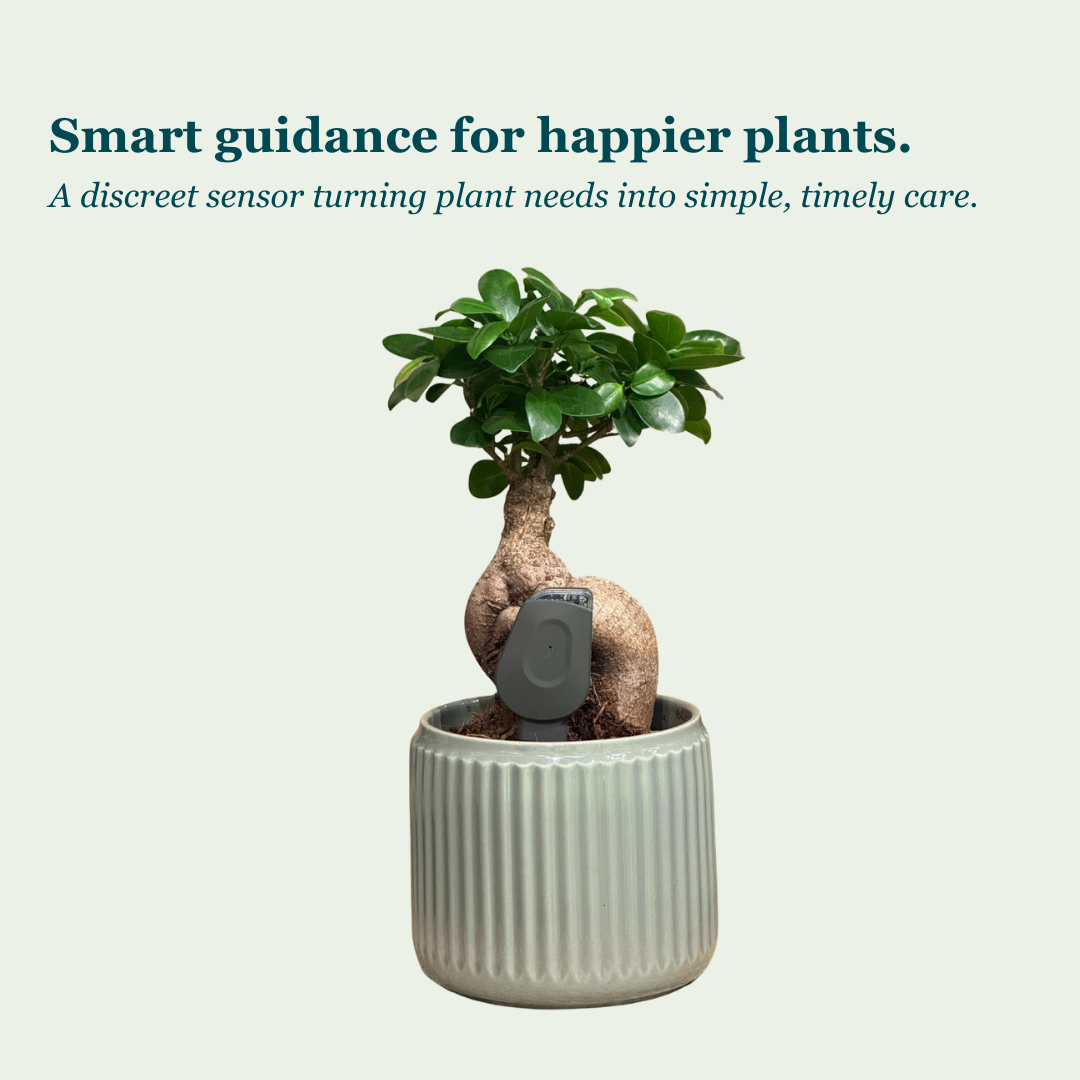 SmartyPlants Plant Monitor