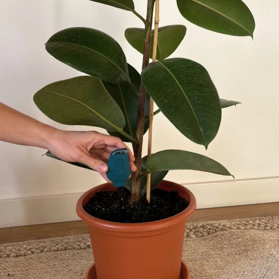 SmartyPlants Plant Monitor (Green)